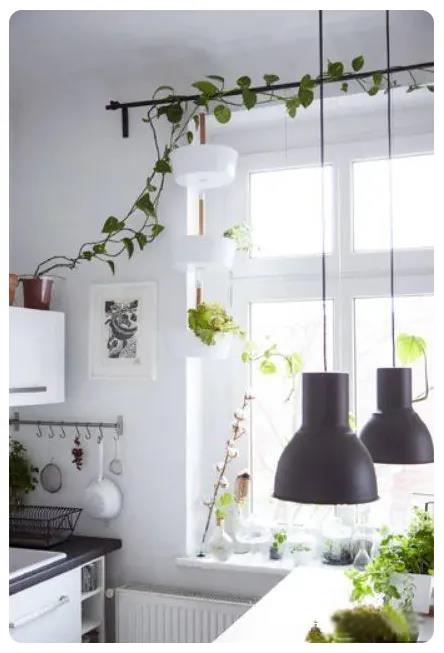 垂吊植物.jpg